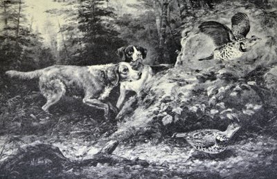Sport di campo americani. Flushd da N. and Ives, J.M. Currier